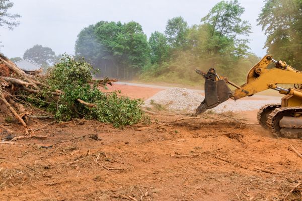 Ground Clearing in Albany