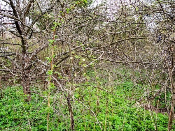 Underbrush Clearing in Albany