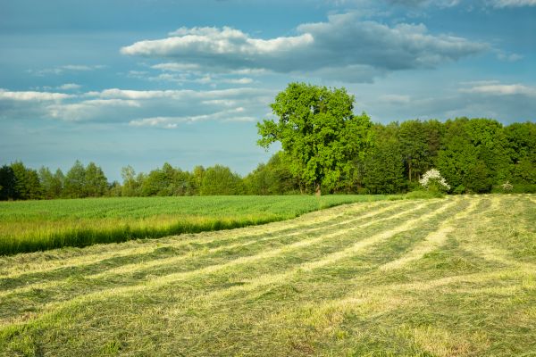 Vegetation Removal in Albany