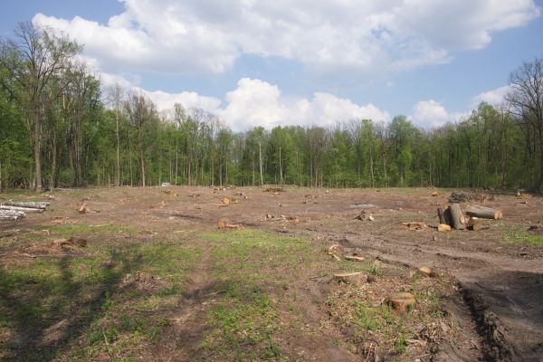 Pasture Clearing in Albany