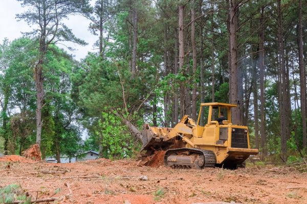 Forest Thinning in Albany