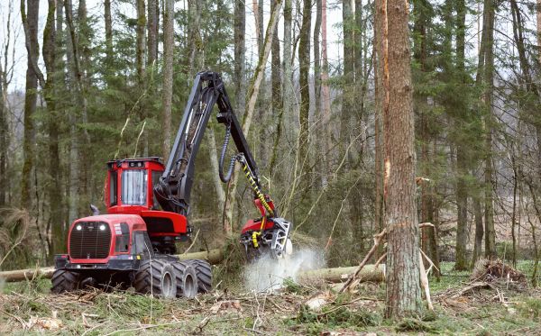 Forest Clearance Service in Albany