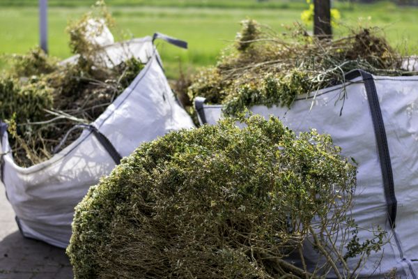 Bushes Clearing in Albany