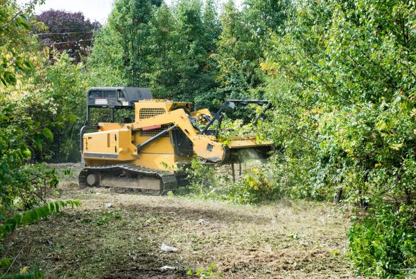Pathway Clearing in Albany