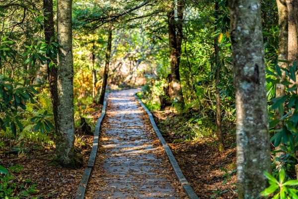 Trail Clearing in Albany