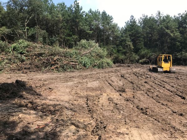 Thicket Clearing in Albany
